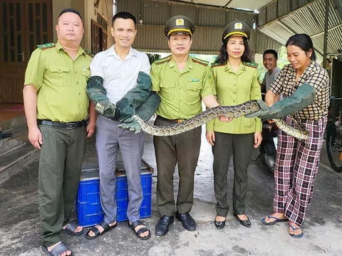 Người dân Thạch Hà bàn giao cá thể trăn đất quý hiếm để thả về môi trường tự nhiên