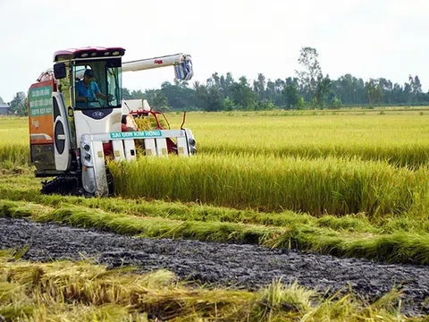 Tín hiệu vui từ lúa chất lượng cao, phát thải thấp