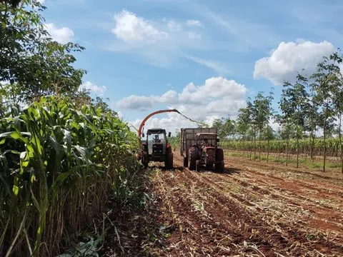 Công ty Thaco Agri phát triển chuỗi cung ứng nguyên liệu thức ăn bền vững cho bò