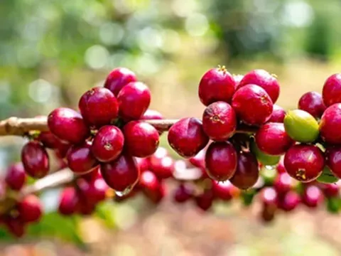 Liên hợp quốc chính thức chọn ngày 1/10 hằng năm là Ngày quốc tế cà phê