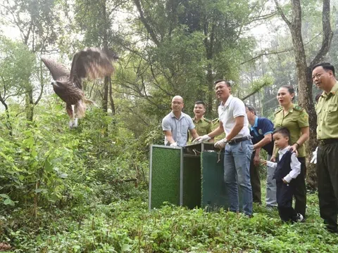 Tái thả 74 cá thể chim hoang dã về tự nhiên tại VQG Tam Đảo