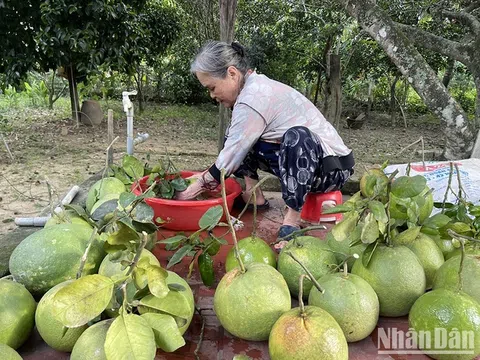 Quảng Ngãi xây dựng cánh đồng mẫu lớn đạt giá trị sau thu hoạch trên 100 triệu đồng/ha/năm