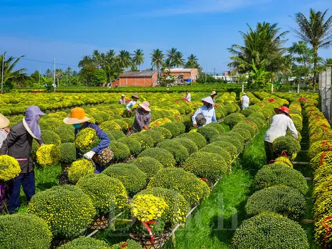 Rực rỡ Lễ hội hoa - kiểng: "Sắc màu Chợ Lách"