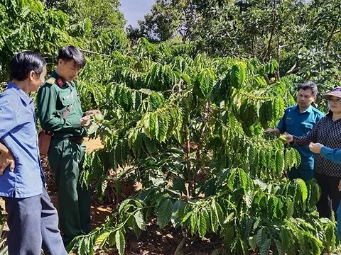 Huyện Đắk R'lấp phát huy lợi thế phát triển nông nghiệp