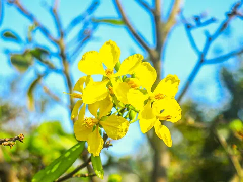 Làng mai vàng dưới chân núi Hoành Sơn vào xuân