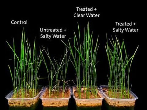 Vỏ sầu riêng giúp cây lúa phát triển tốt trên đất mặn