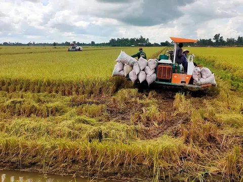 Cẩn trọng khi nhân rộng mô hình trồng lúa giảm phát thải