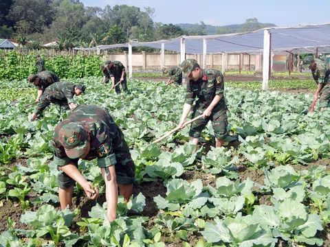 Ươm những mầm xanh trên miền đất cát khô cằn