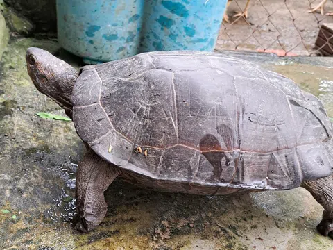 Phát hiện cá thể rùa quý hiếm khi làm đồng, người đàn ông ở Hà Tĩnh bàn giao cho lực lượng chức năng