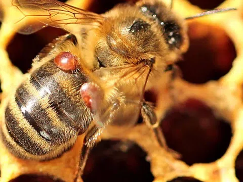 Quản lý bọ ve Varroa tại tiểu bang Queensland