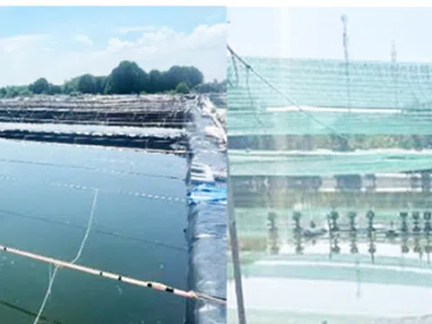 TPHCM: Cải tiến mô hình sản xuất giống sò huyết