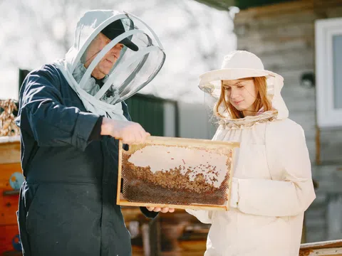 Nghiên cứu mới liên kết việc ong mật tiếp xúc với thuốc trừ sâu neonicotinoid và sức khỏe đàn ong
