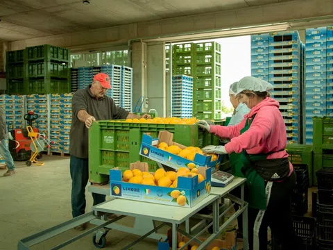 Thị trường chanh của Ý hưởng lợi do các thị trường khác gặp khó khăn