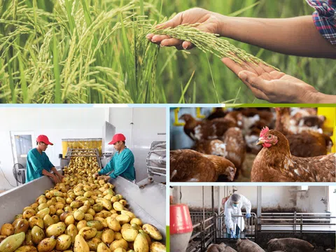 Nông nghiệp tháng 4/2025 tiếp tục phát triển ổn định