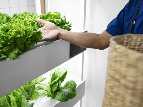 Nông nghiệp thẳng đứng giúp tăng năng suất và giảm tác động đến môi trường