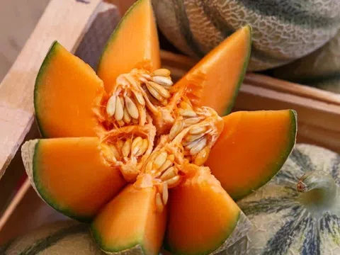 Sử dụng đất sét để tinh chế dầu hạt dưa lưới
