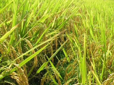 Giống lúa CT16 của Học viện Nông nghiệp Việt Nam được gieo trồng trên đất nước Cuba