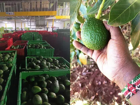 Sản lượng bơ của Kenya dự kiến ​​sẽ phục hồi 5%