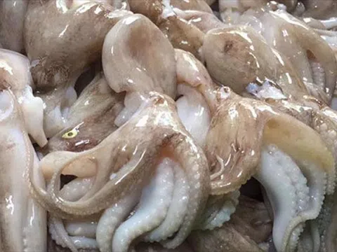 Giá bạch tuộc tăng kỷ lục trong bối cảnh nhu cầu cao ở EU, Hoa Kỳ