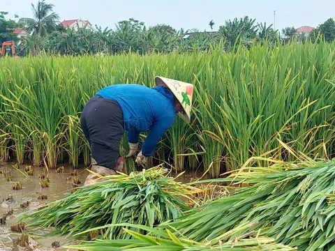 Nghệ An: Hàng trăm héc-ta lúa lép hạt, nông dân đứng ngồi không yên