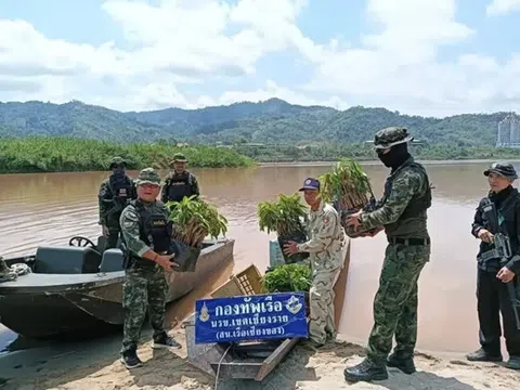 Thái Lan thu giữ 2.800 cây giống sầu riêng nhập lậu