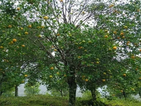 Nghiên cứu khai thác và phát triển nguồn gen cam Tây Giang tại Quảng Nam