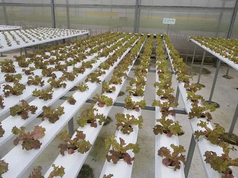 Chuyển đổi cơ cấu sản xuất, tích hợp phát triển nông nghiệp đa giá trị