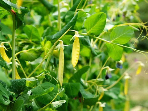 Giải mã bí ẩn di truyền về đậu Hà Lan của Mendel