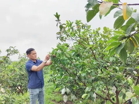 Khẳng định vị thế cho ổi Di Trạch