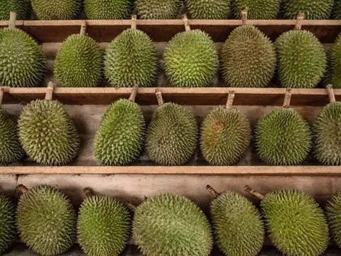 Từ 6/2025, sầu riêng Penang của Malaysia được dán nhãn độc quyền và toàn bộ quy trình sẽ được theo dõi để ngăn chặn hàng giả