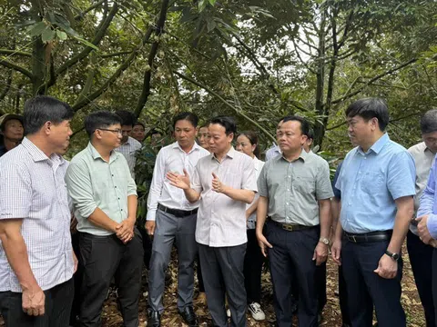 Cục Hải quan chỉ đạo ưu tiên thông quan sầu riêng chính vụ