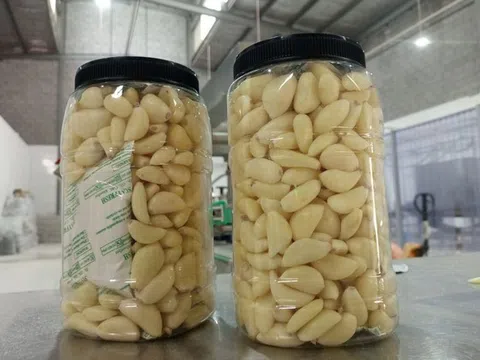 Tỏi Ai Cập đạt sản lượng kỷ lục