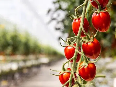 Harvest Forecast AI: Dự đoán sản lượng, tối ưu chuỗi cung ứng thực phẩm tươi sống
