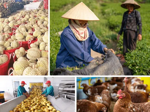 Tháng 5/2025: Sản xuất lúa đông xuân và hè thu khởi sắc, chăn nuôi ổn định