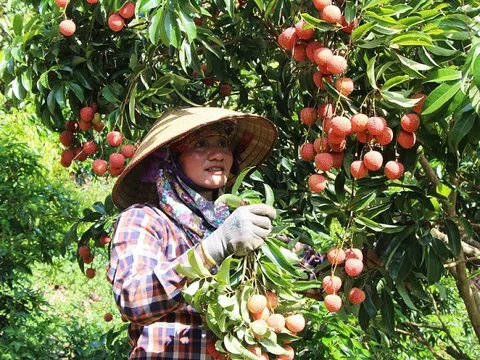 Bắc Giang đẩy mạnh tiêu thụ nông sản thông qua nền tảng số