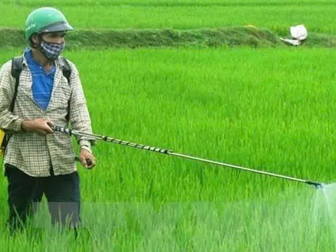 Hơn 46.000 ha lúa hè thu bị sinh vật gây hại tấn công