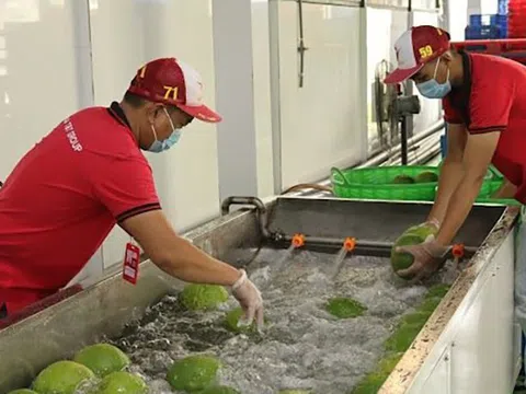 Đa dạng thị trường tiêu thụ rau quả
