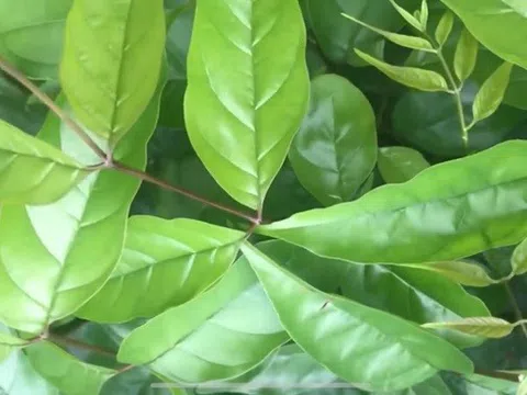 Đánh giá hoạt tính sinh học và phân tích thành phần thứ cấp của dịch chiết polyphenol từ lá cây Quao nước