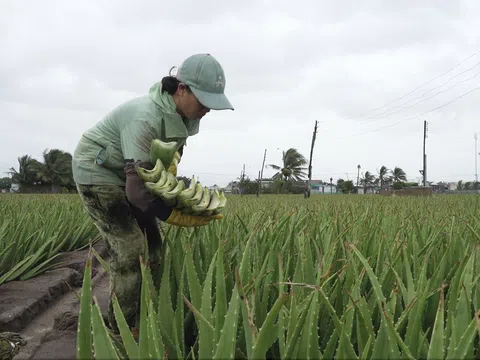 Cây nha đam Ninh Thuận - “biểu tượng xanh” giữa vùng nắng gió