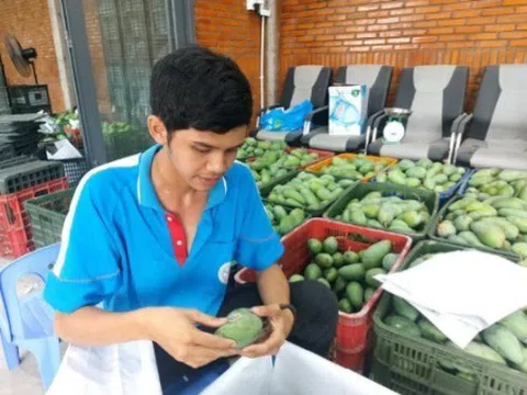 Nông dân Cù lao Giêng xuất khẩu xoài đạt lợi nhuận cao