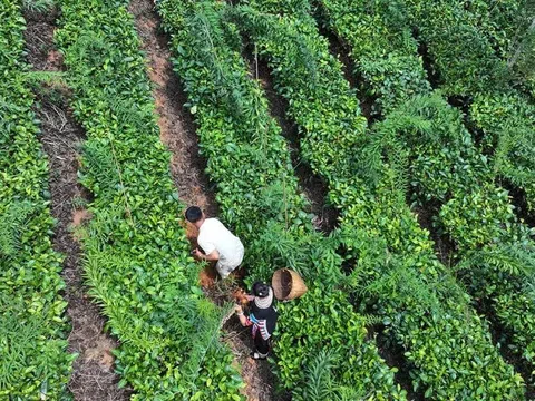 "Trà - dược" - mô hình xen canh hiệu quả tại Cảnh Cốc