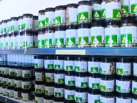 Công bố 47 sản phẩm OCOP 5 sao mới