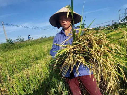 Lúa “tái sinh” – lợi ngắn mà hại dài?