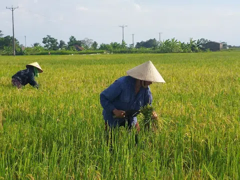 Lúa “tái sinh” – lợi ngắn mà hại dài?