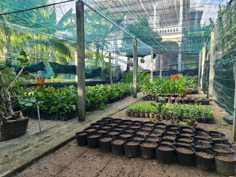 Nơi đầu sóng vẫn rì rào lá hát