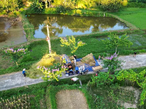 Mùa gặt về theo ký ức tuổi thơ tôi