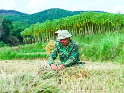 Mùa gặt về theo ký ức tuổi thơ tôi