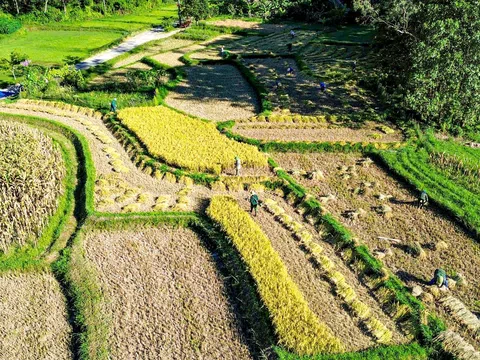 Phó Thủ tướng Hồ Đức Phớc làm Trưởng Ban Chỉ đạo Tổng điều tra nông thôn, nông nghiệp 2025