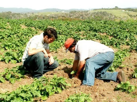 Chile thúc đẩy canh tác khoai tây bền vững bằng cách sử dụng thuốc trừ sâu sinh học