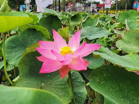 Bảo hộ chỉ dẫn địa lý “Đồng Tháp” cho sản phẩm sen